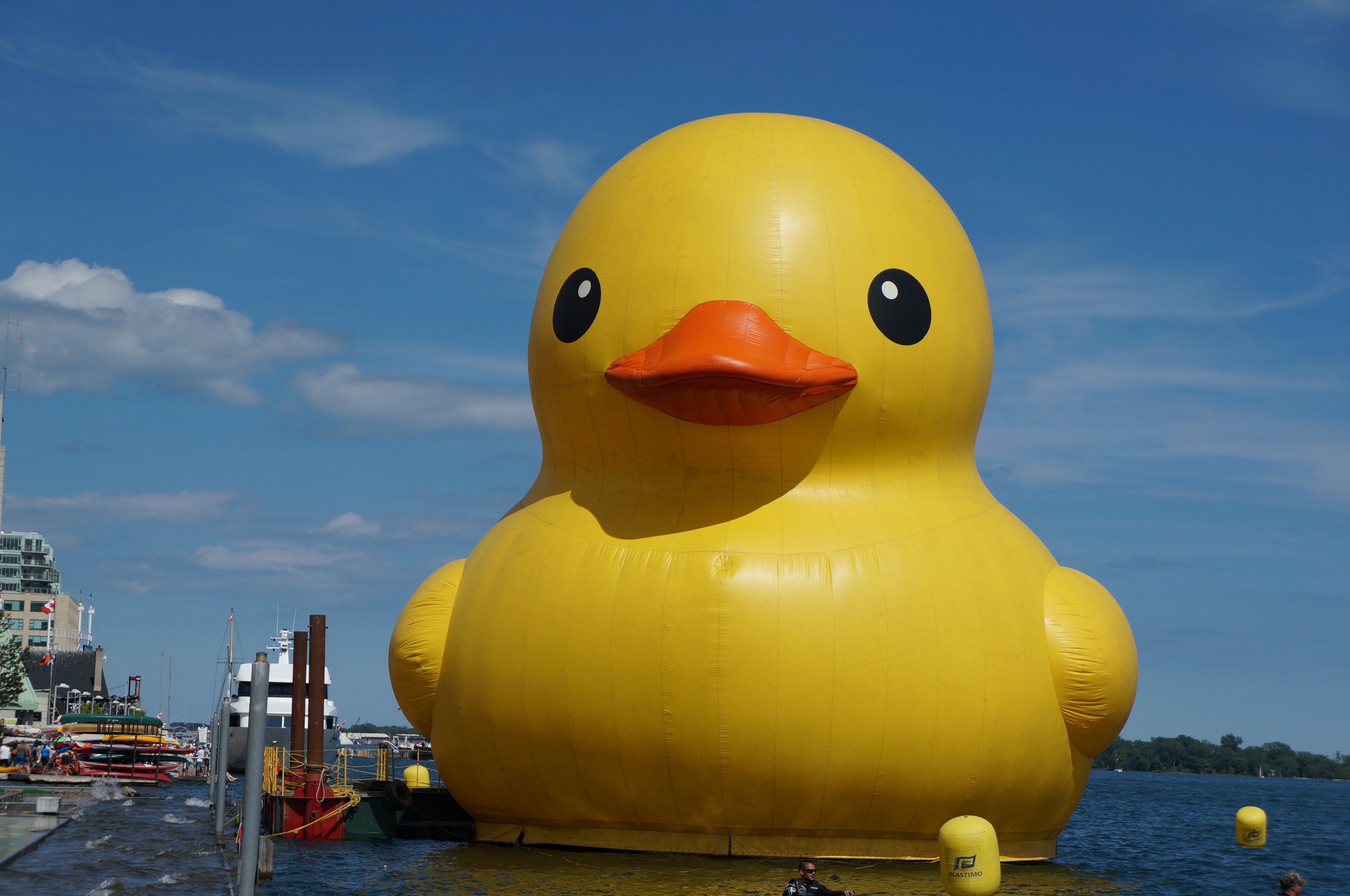 Toronto Waterfront duck